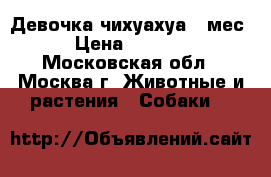 Девочка чихуахуа 4 мес. › Цена ­ 30 000 - Московская обл., Москва г. Животные и растения » Собаки   
